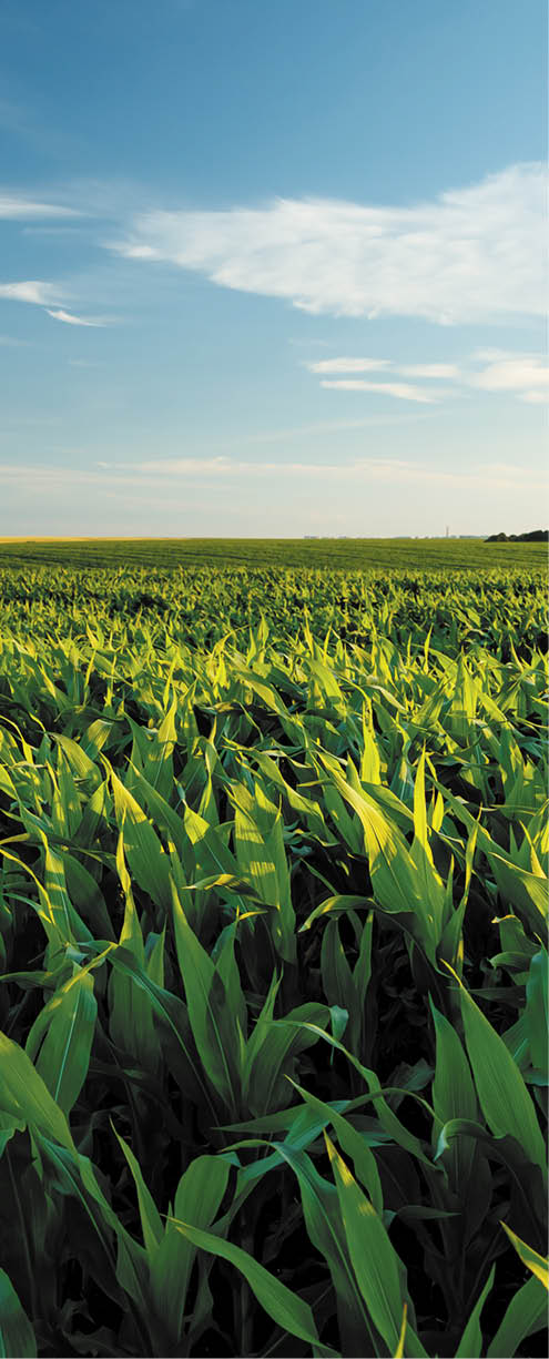 The agricultural land of a green corn farm with a perfect sky. Location place of Ukrainian agricultural region, Europe. Cultivated fields. Photo wallpaper. Minimalistic landscape. Beauty of earth.