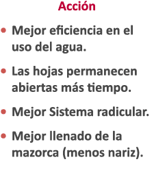Acci n • Mejor eficiencia en el uso del agua. • Las hojas permanecen abiertas m s tiempo. • Mejor Sistema radicular. ...