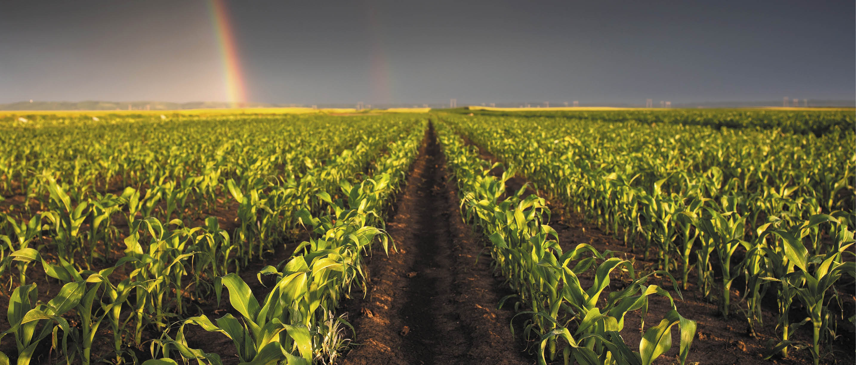 Image of rain-laden clouds arriving over a large corn plantation