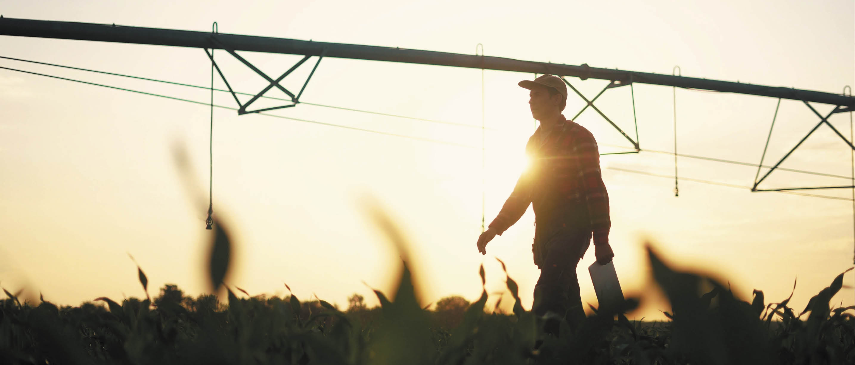 agriculture irrigation. silhouette farmer with a tablet walks through field with corn and a plant for irrigating the field with water. irrigation business agriculture concept. irrigation corn