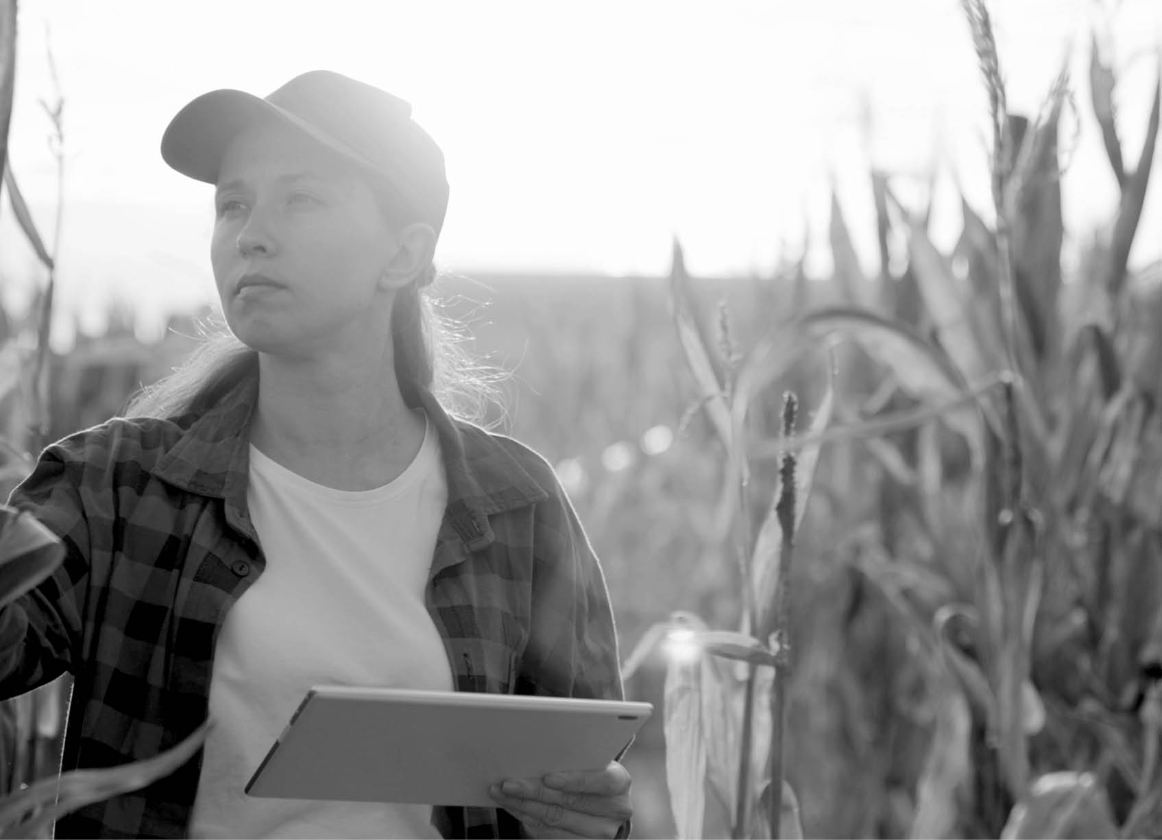 Farmer business woman in corn field, uses tablet computer. Woman farmer with digital tablet works in corn field. Agricultural business concept. Growing food. Harvest in field in autumn. Farmer field