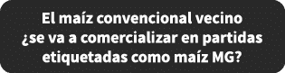 El ma z convencional vecino ¿se va a comercializar en partidas etiquetadas como ma z MG?