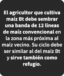 El agricultor que cultiva ma z Bt debe sembrar una banda de 12 l neas de ma z convencional en la zona m s pr xima al ...