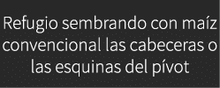 Refugio sembrando con ma z convencional las cabeceras o las esquinas del p vot