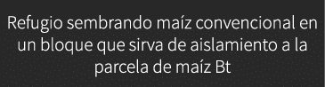 Refugio sembrando ma z convencional en un bloque que sirva de aislamiento a la parcela de ma z Bt