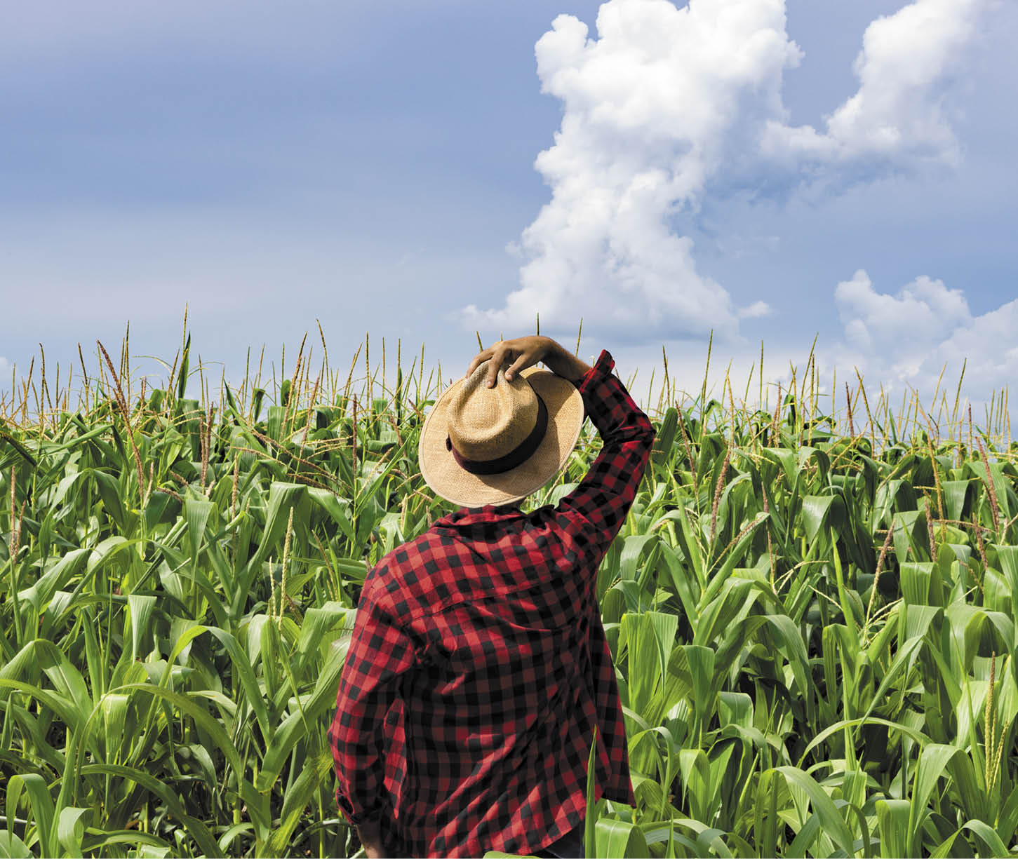 Farmer with hat looking the corn plantation field