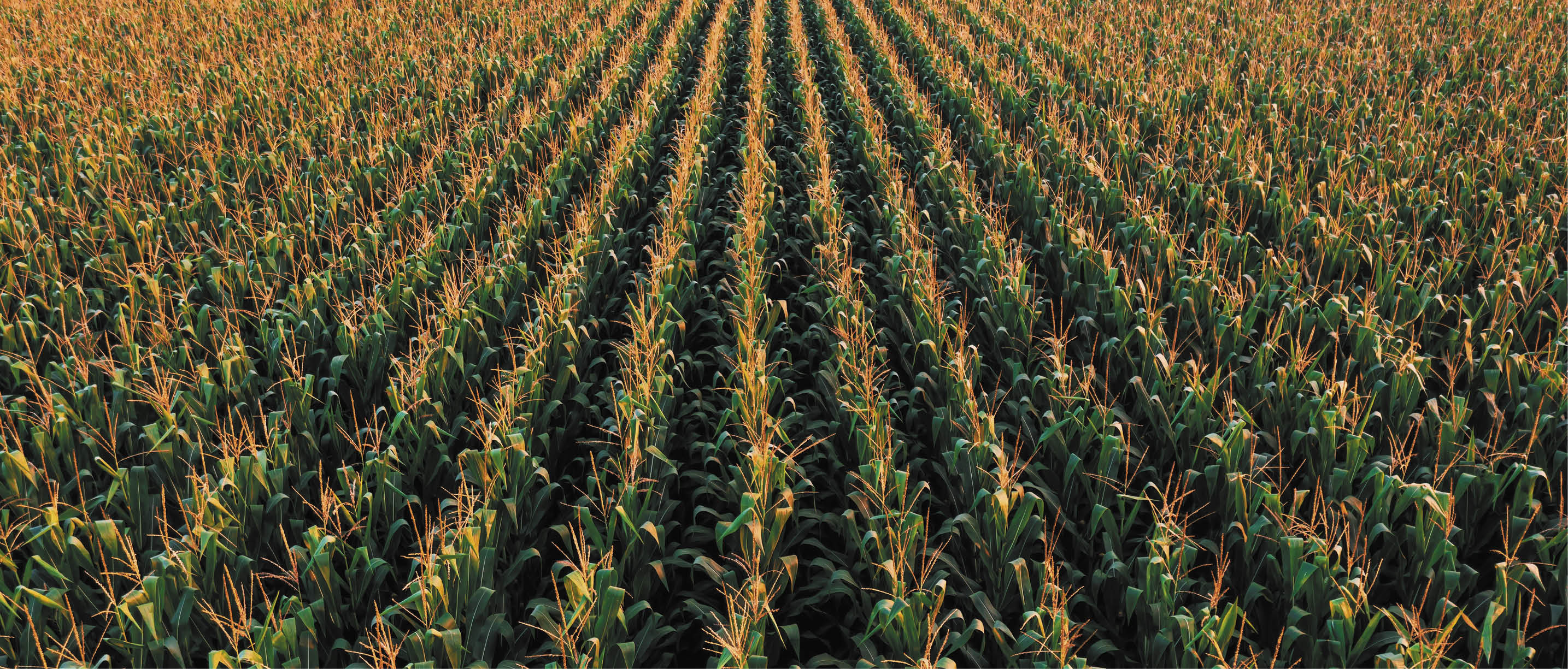 Aerial shot of tasseling corn plants in cultivated field from drone pov, high angle view