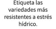 Etiqueta las variedades m s resistentes a estr s h drico.