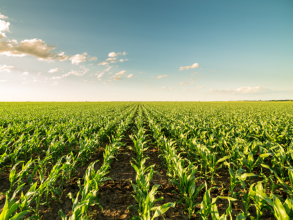 Apuntes técnicos maíz grano: la importancia de la siembra