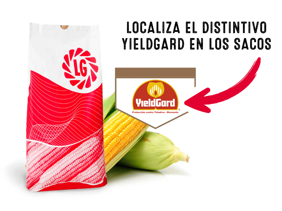Localiza el distintivo de YieldGard en los sacos de Semillas de Maíz LG