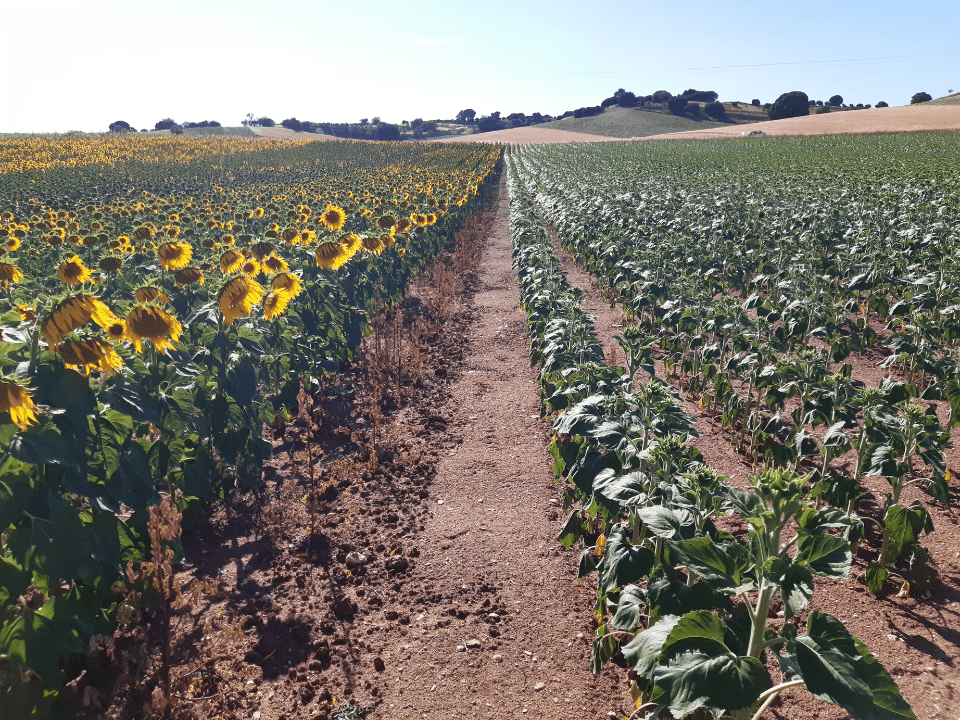 Diferencia notable en el desarrollo del cultivo en este campo de Castilla-La Mancha. Imagen tomada el 9 de julio de 2024, a un campo sembrado en la fecha habitual frente a otro sembrado con la variedad LG 59.580 SX, en siembra temprana