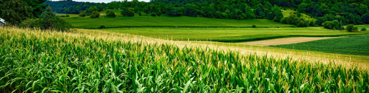 Apuntes técnicos maíz: el maíz y el agua. Parte 2