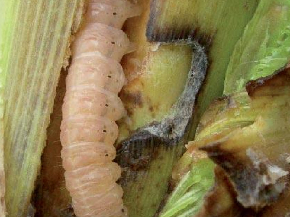 Apuntes técnicos maíz: plagas de insectos. Los taladros