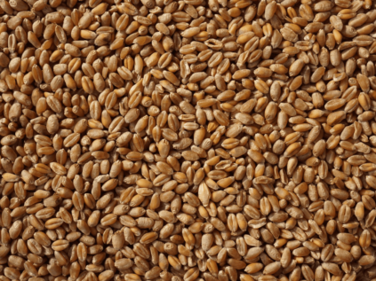 Apunte técnico cereal: Factores a tener en cuenta en la elección de la variedad