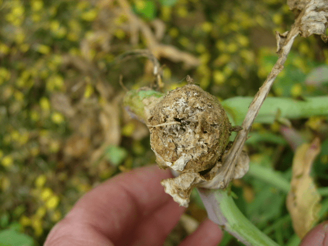 Apuntes técnicos colza: Lo que debes saber para el control del Phoma