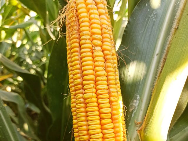 LG 31.621
