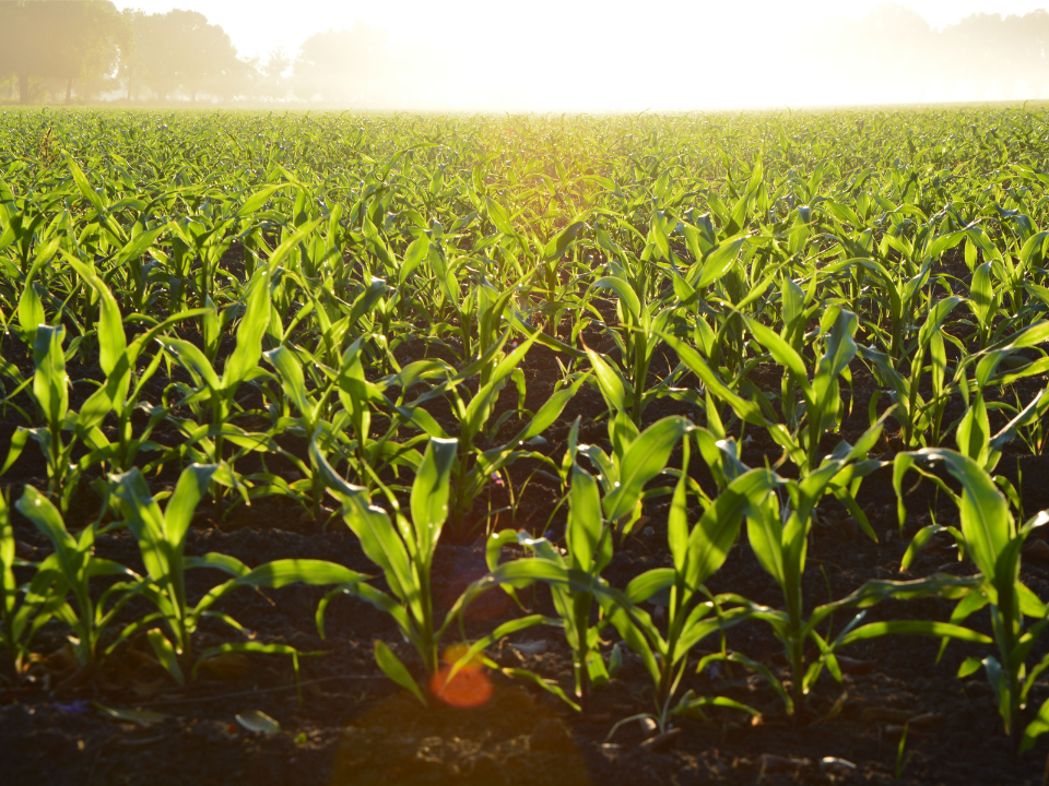 Apuntes técnicos maíz: bioestimulantes en maíz