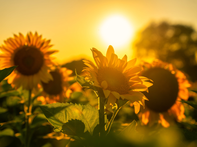 Catálogo de Girasol para la zona Noreste: variedades adaptadas para asegurar rendimiento