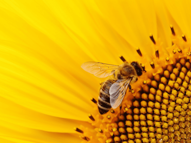 La clave del éxito del girasol: una buena elección de la variedad
