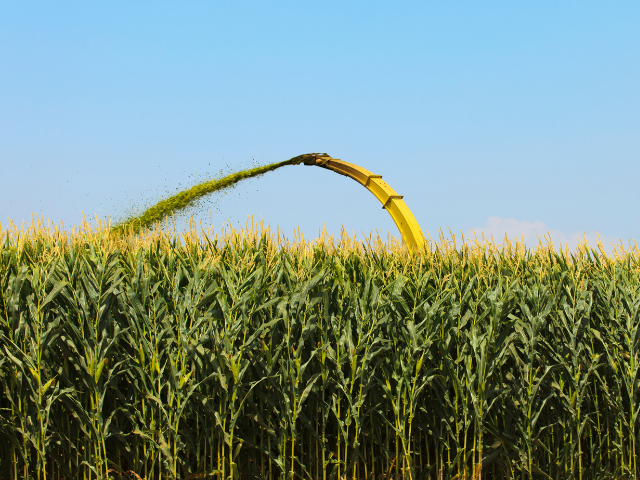 Lo que debes tener en cuenta para una exitosa campaña de maíz