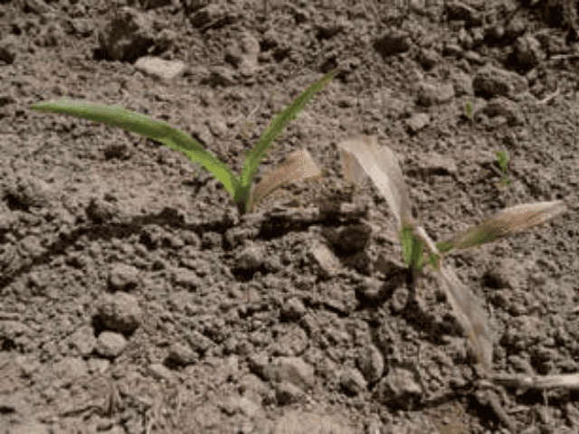 Apuntes técnicos maíz: Heladas desde la emergencia hasta las 8-10 hojas