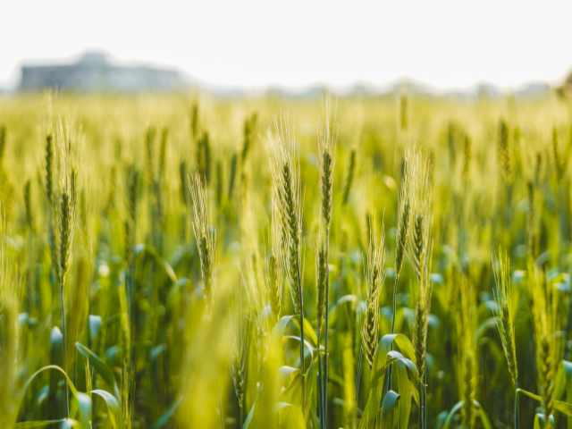 Semana 5 Evolución de precios de cereales (trigo, cebada y maíz)