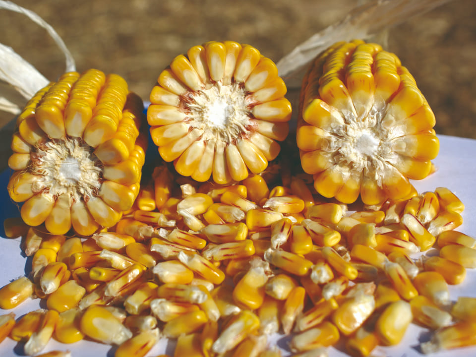 Apuntes técnicos maíz: La Problemática de las Micotoxinas