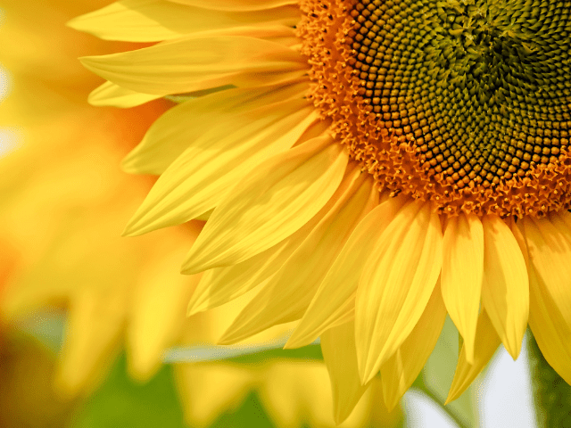 Semana 16 Evolución de precios de Oleaginosas (girasol y colza)