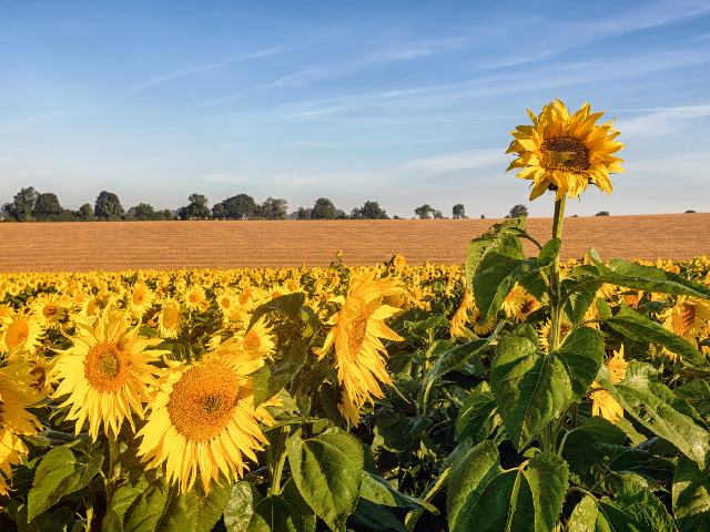 Siembra temprana de girasol: la técnica que maximiza rendimientos en este cultivo