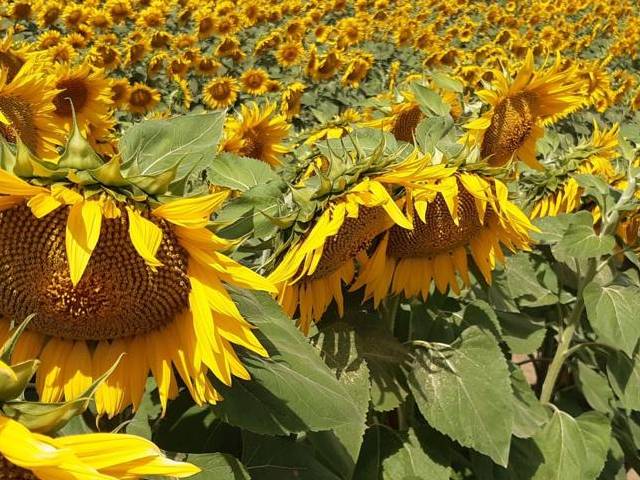 El girasol, símbolo de innovación, resiliencia y rentabilidad