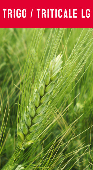TRIGO / TRITICALE LG