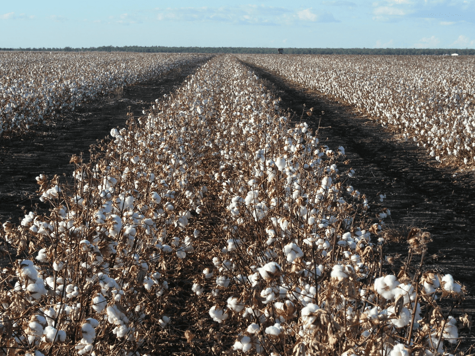El algodón, otra campaña clave para mejorar la calidad de su producción