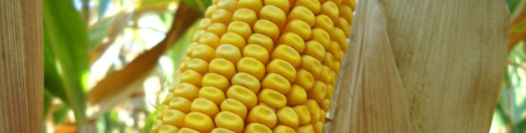 Apuntes técnicos maíz: Abonado nitrogenado