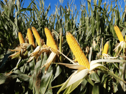 Apuntes técnicos maíz grano: densidad de siembra óptima
