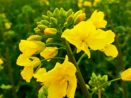 Trampa amarilla para el cultivo de colza