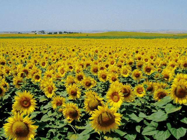 Catálogo de semillas de girasol para Castilla‑La Mancha y Extremadura: variedades para asegurar tu cosecha