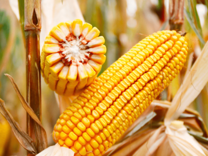 Apuntes técnicos maíz: El cultivo del maíz en segunda cosecha