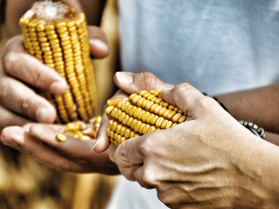Apuntes técnicos maíz grano: Los Híbridos y la Velocidad de Secado