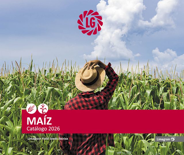 Maíz