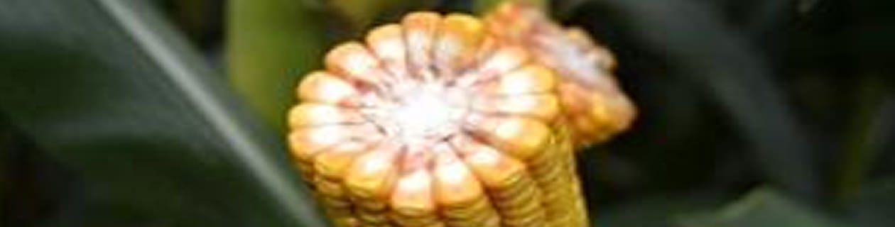 Recomendaciones a los agricultores de Castilla y León para mantener la rentabilidad del cultivo de maíz en siembras tardías