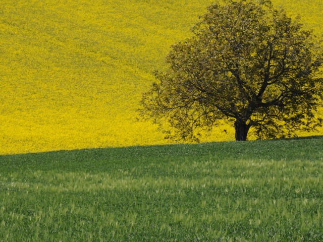 Papel de la colza en la polinización de nuestros campos
